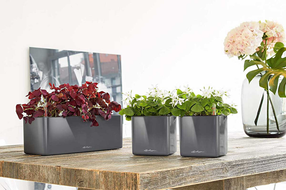 
                  
                    Lechuza Cube Glossy Triple
                  
                