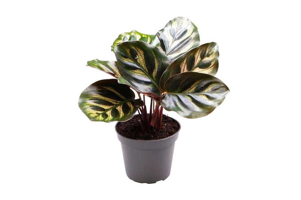 
                  
                    Calathea makoyana - Καλαθέα
                  
                