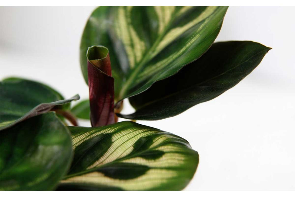 
                  
                    Calathea makoyana - Καλαθέα
                  
                