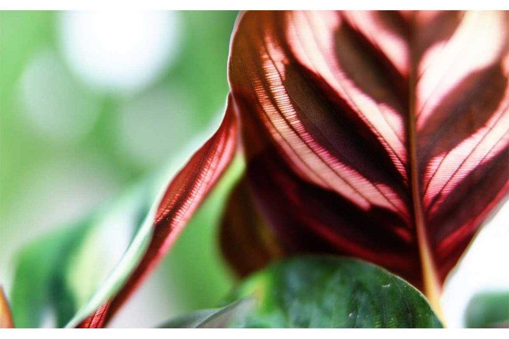 
                  
                    Calathea makoyana - Καλαθέα
                  
                