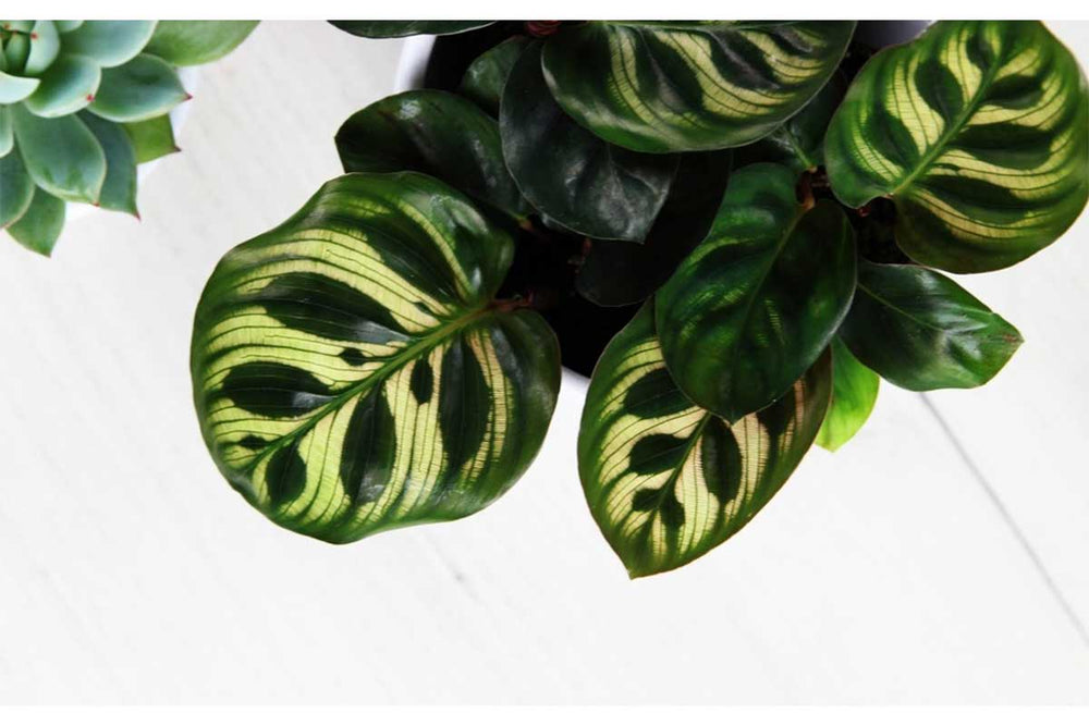 
                  
                    Calathea makoyana - Καλαθέα
                  
                