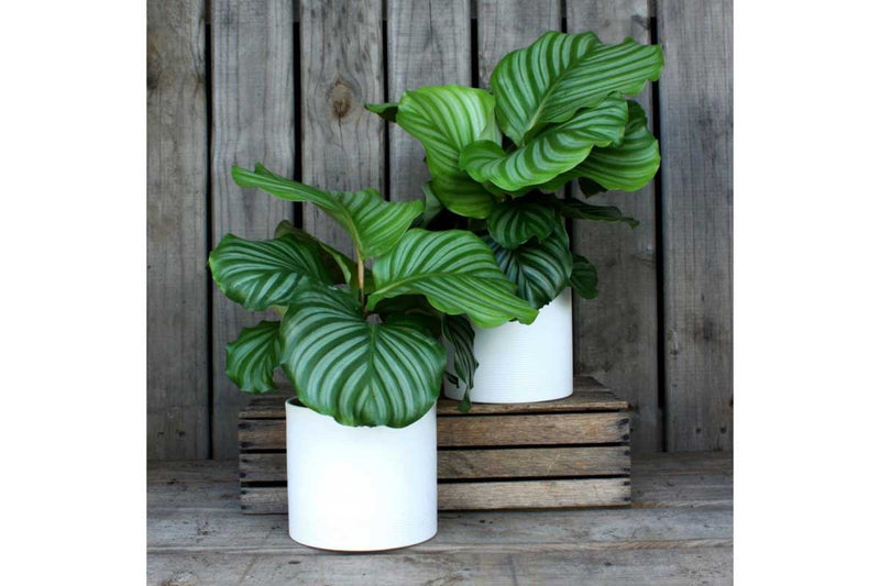 Calathea orbifolia 12cm - Καλαθέα