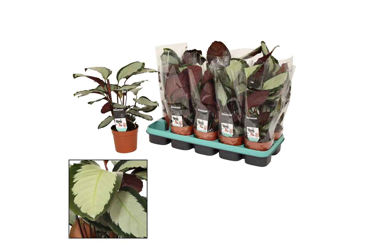 Calathea picturata 'argentea' 12cm  - Καλαθέα