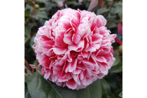 
                  
                    Camellia 'Volunteer'®
                  
                