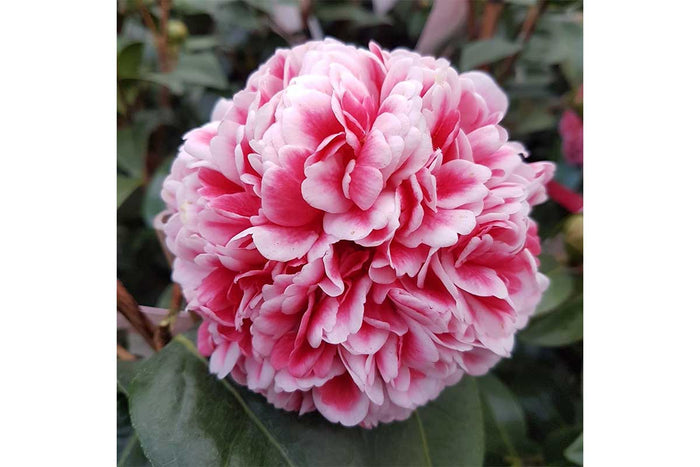 Camellia 'Volunteer'®