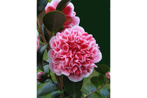
                  
                    Camellia 'Volunteer'®
                  
                