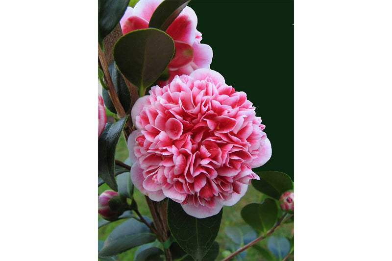 Camellia 'Volunteer'®