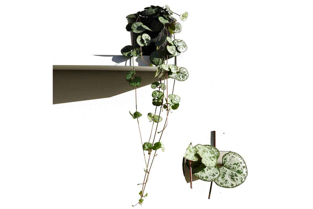 
                  
                    Ceropegia woodii
                  
                