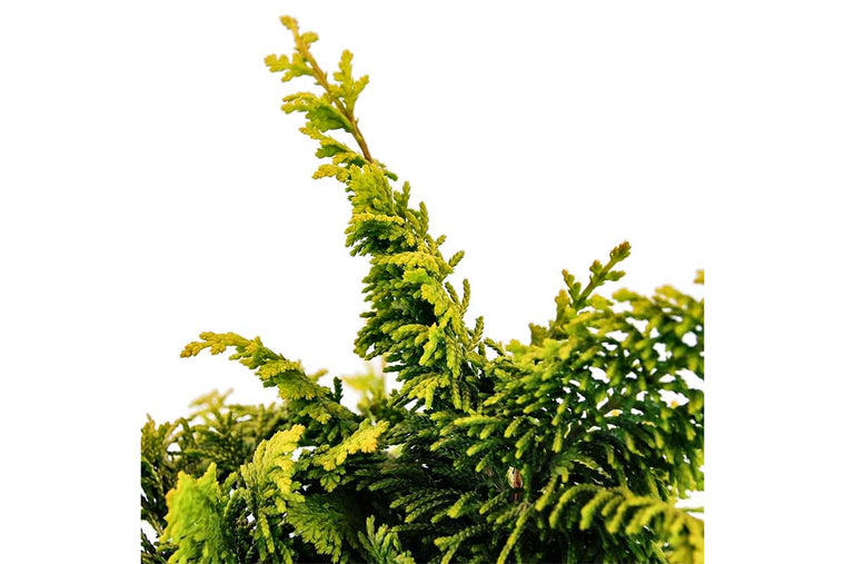 Chamaecyparis 'fernspray gold' 19cm