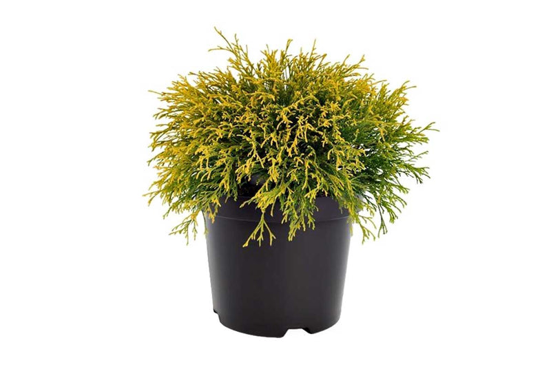 Chamaecyparis 'filifera aurea' 19cm