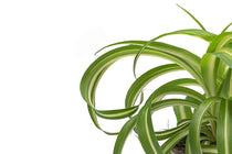 
                  
                    Chlorophytum 'bonnie' - Χλωρόφυτο
                  
                