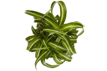 
                  
                    Chlorophytum 'bonnie' - Χλωρόφυτο
                  
                