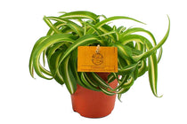 
                  
                    Chlorophytum 'bonnie' - Χλωρόφυτο
                  
                