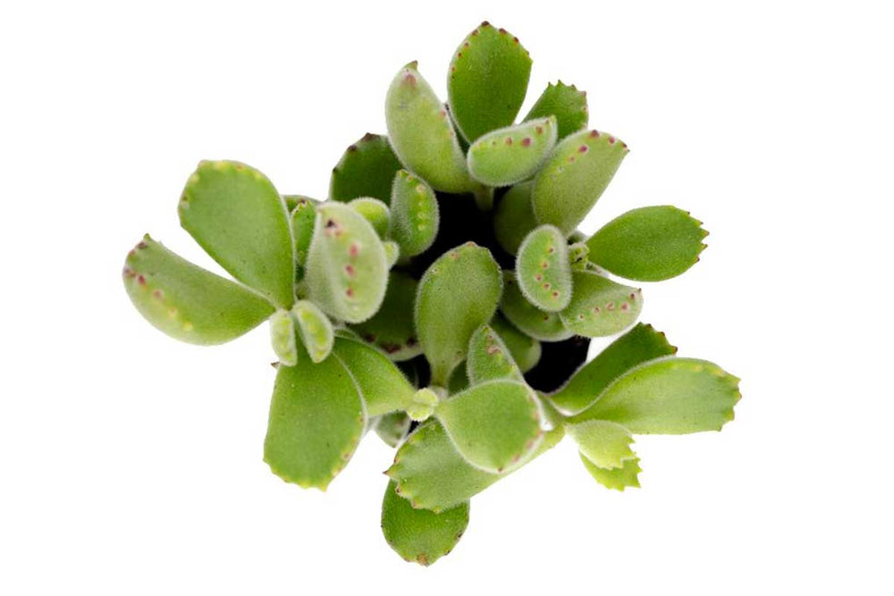 
                  
                    Cotyledon ladysmithiensis
                  
                