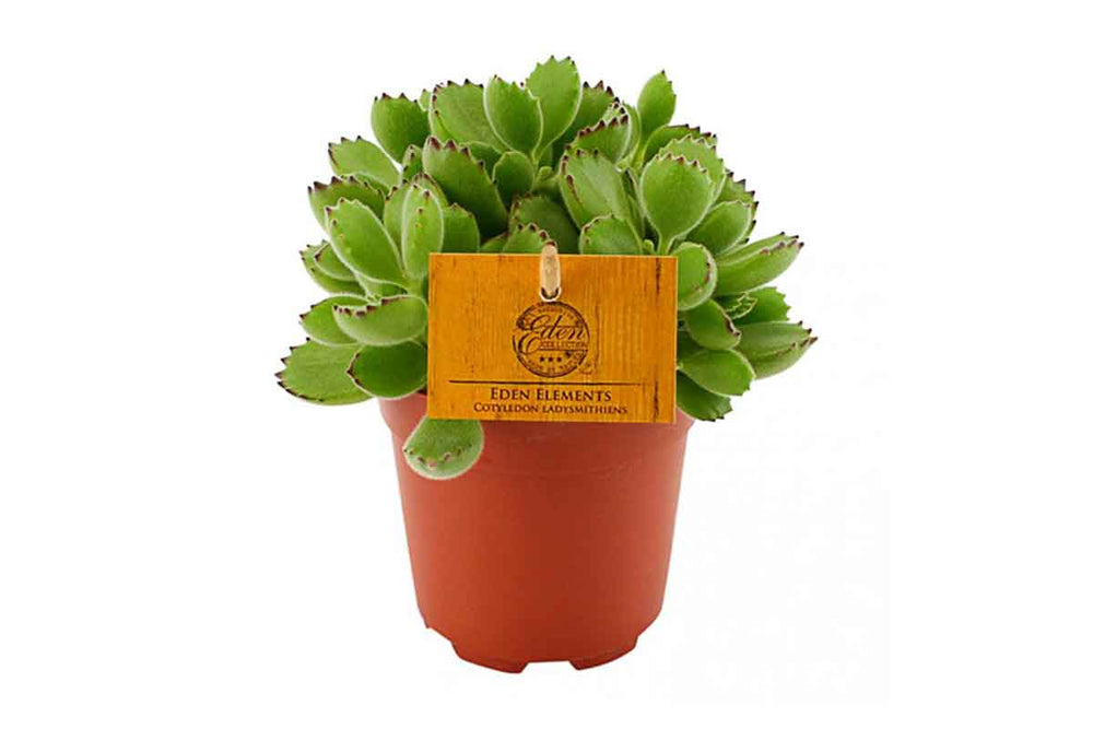 
                  
                    Cotyledon ladysmithiensis
                  
                
