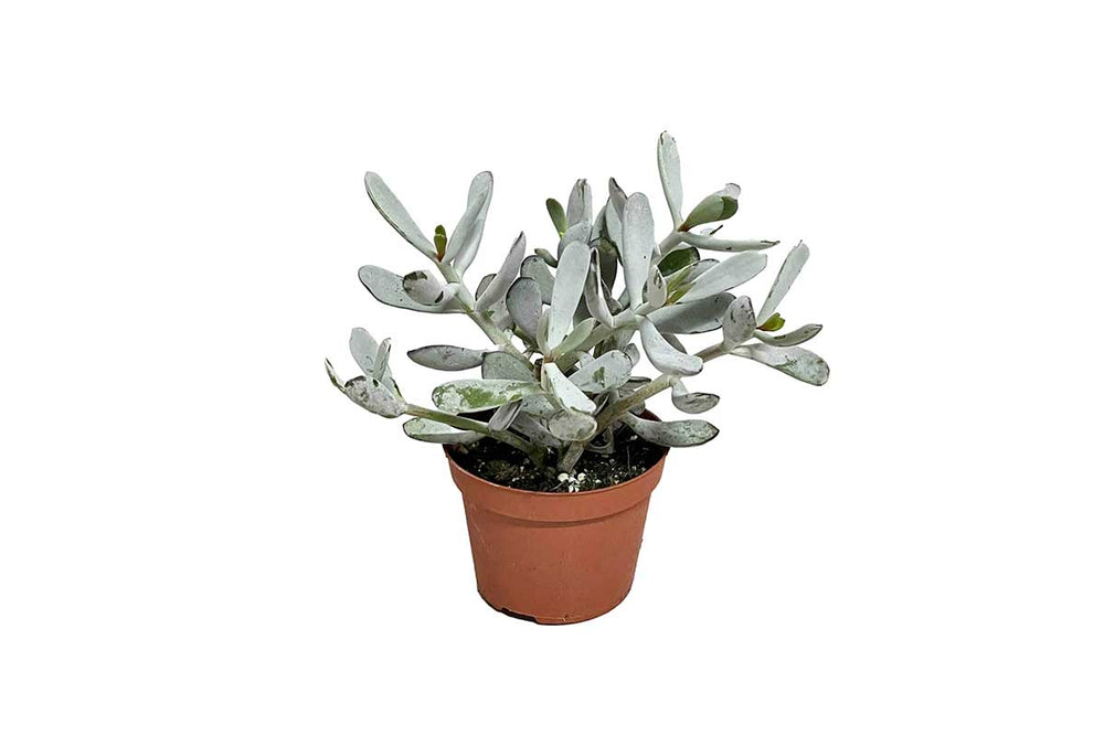 
                  
                    Cotyledon 'silver peak' 11cm
                  
                