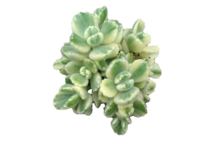 Cotyledon 'variegata' 8.5cm