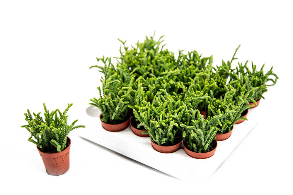 
                  
                    Crassula lycopodioides 5.5cm - Κράσσουλα
                  
                