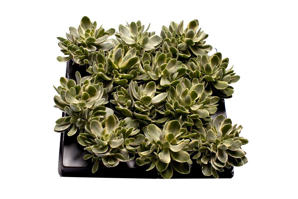 
                  
                    Crassula 'Jade Magic'® 6cm - Κράσουλα
                  
                