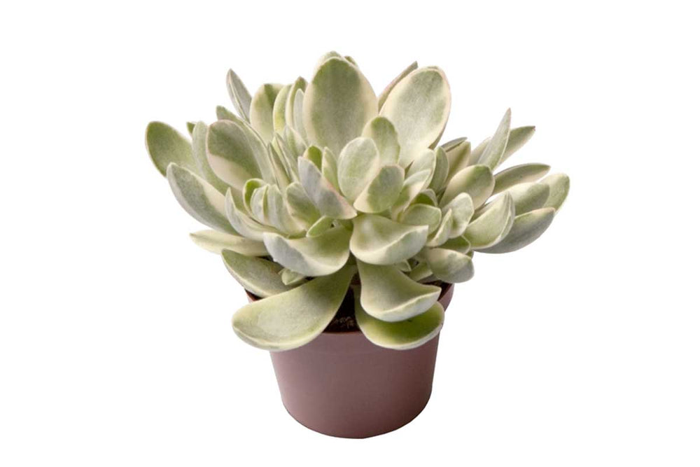 
                  
                    Crassula 'Jade Magic'® 6cm - Κράσουλα
                  
                