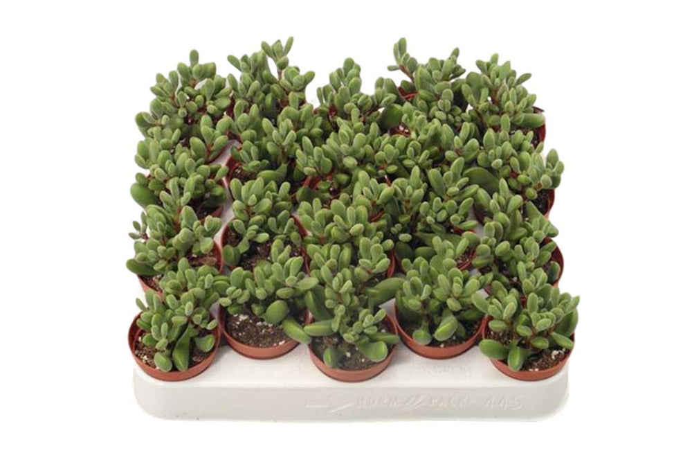 
                  
                    Crassula rogersii 5.5cm - Κράσσουλα
                  
                
