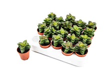 
                  
                    Crassula 'springtime' 5.5cm - Κράσσουλα
                  
                