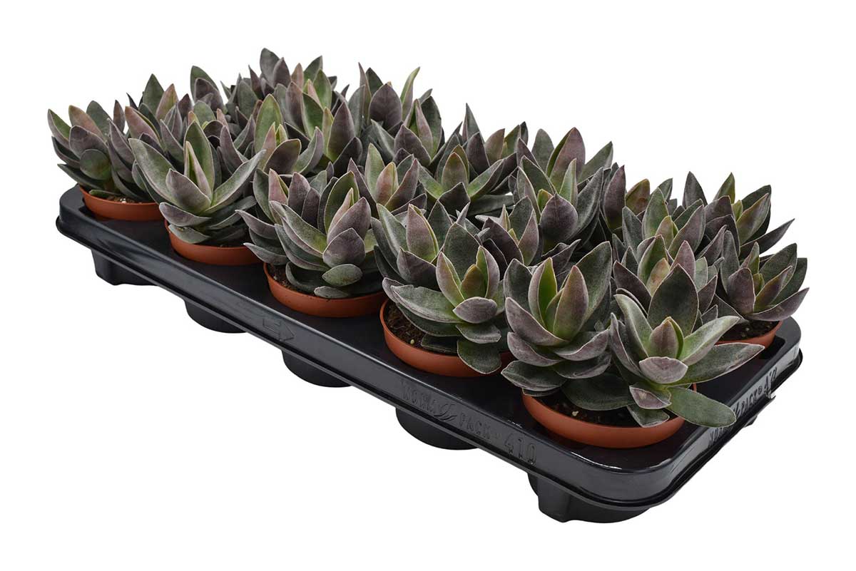 Crassula garnet lotus Crassula garnet lotus