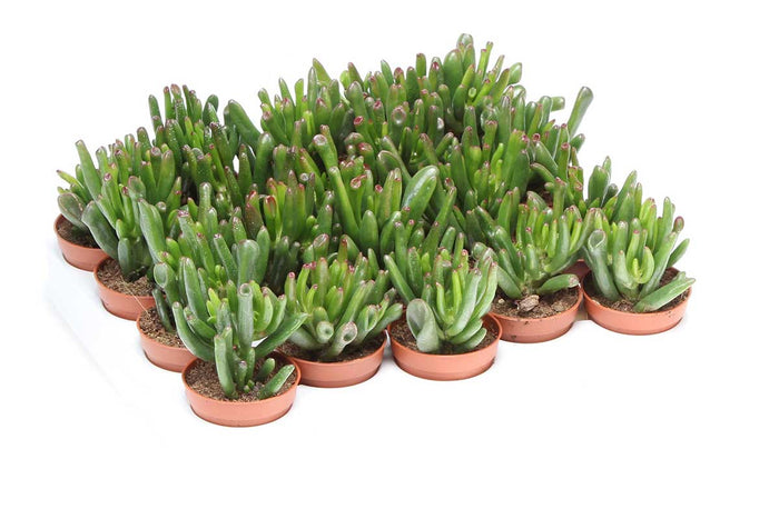 Crassula hobbit 5.5cm