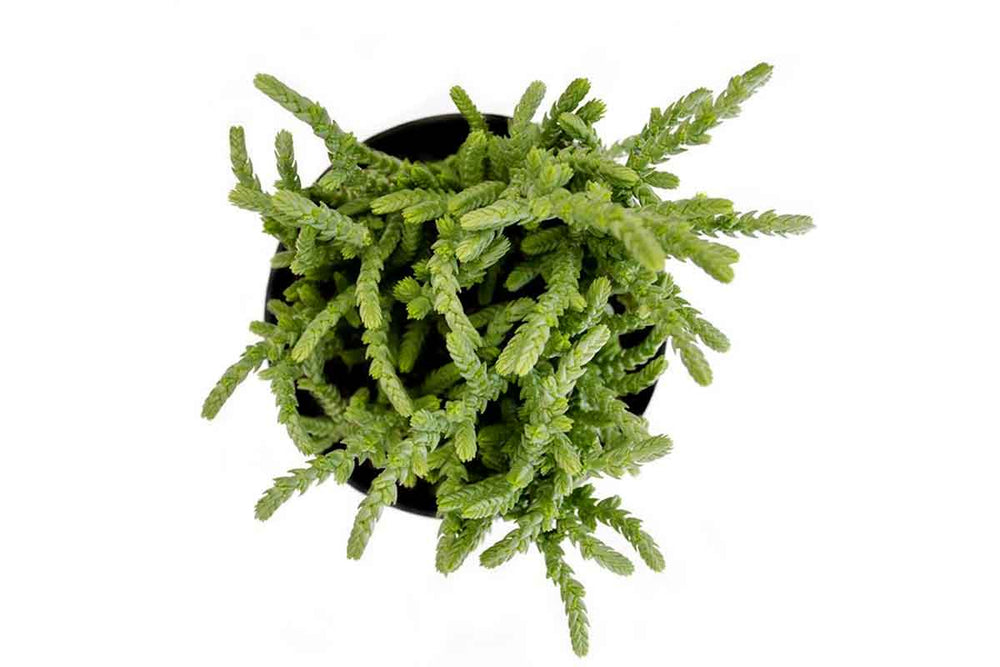 
                  
                    Crassula licopoioides - Κράσσουλα
                  
                
