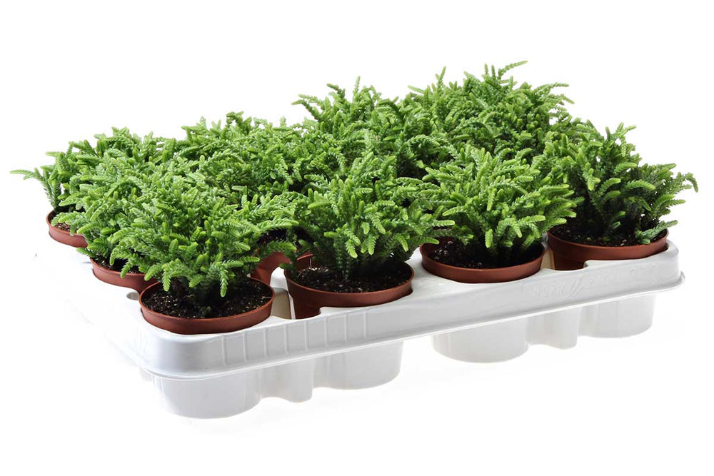 
                  
                    Crassula lycopodioides 8.5cm - Κράσσουλα
                  
                
