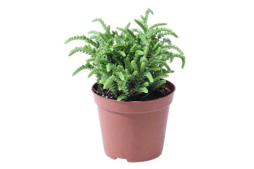 
                  
                    Crassula lycopodioides
                  
                