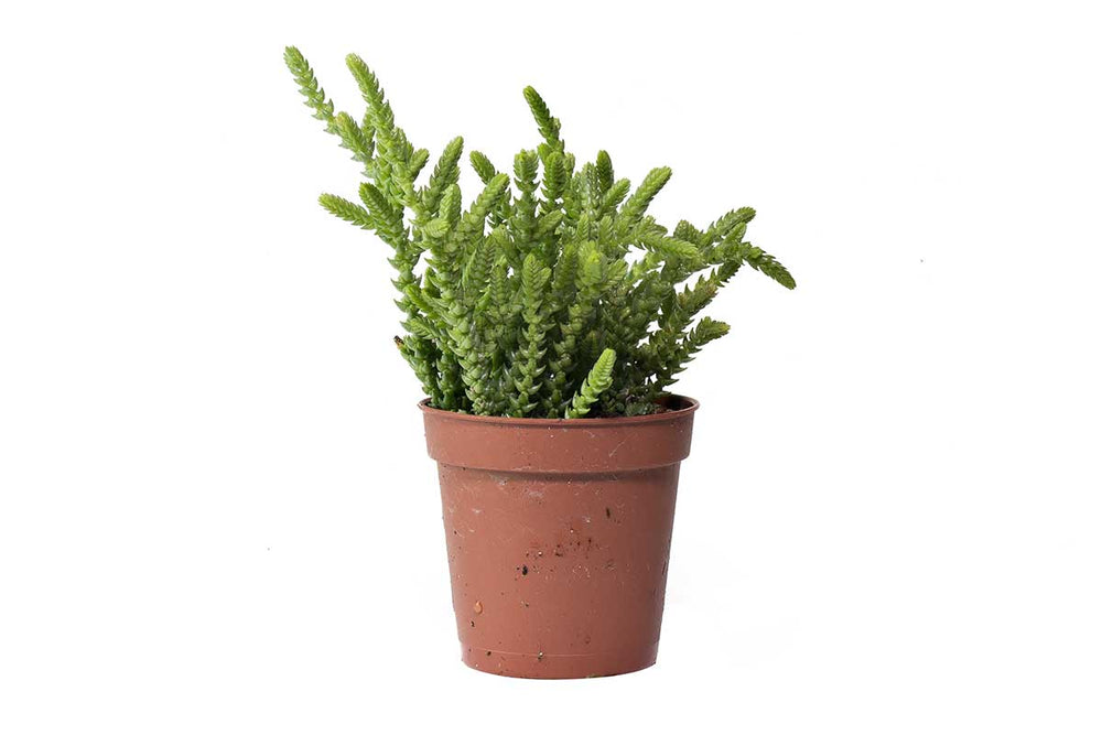 
                  
                    Crassula lycopoioides 5.5cm - Κράσσουλα
                  
                