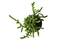 
                  
                    Crassula lycopoioides 5.5cm - Κράσσουλα
                  
                