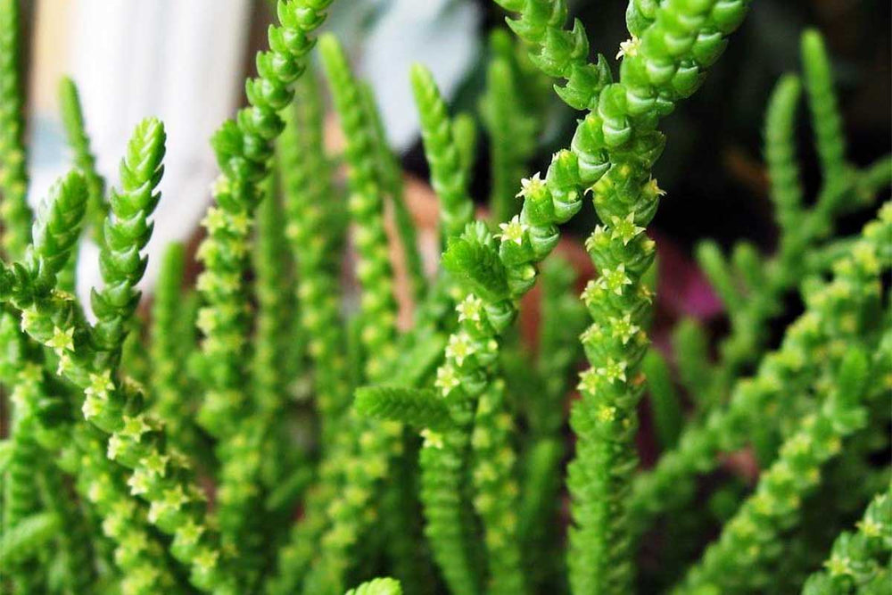 
                  
                    Crassula lycopoioides 5.5cm - Κράσσουλα
                  
                