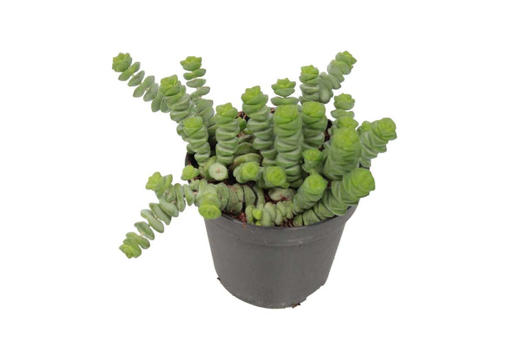 Crassula marnieriana 9cm