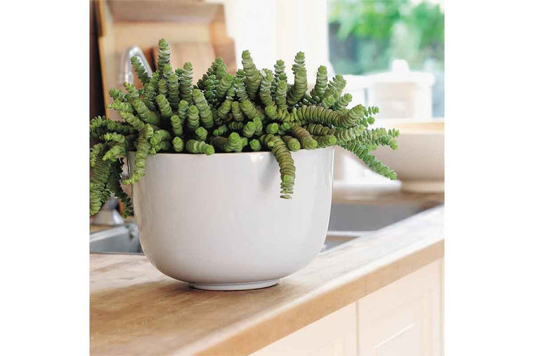 Crassula 'hottentot' - Πρόταση διακόσμησης