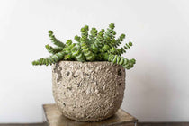 
                  
                    Crassula 'hottentot' - Πρόταση διακόσμησης
                  
                