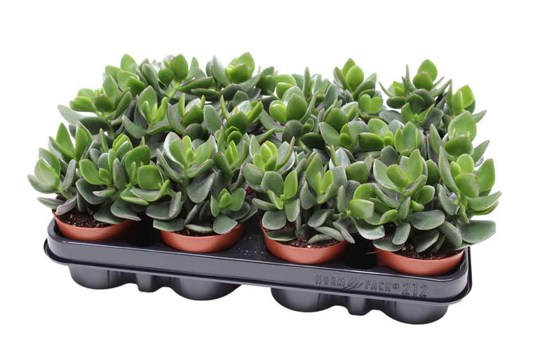 Crassula 'Minova Magic'® 8.5cm