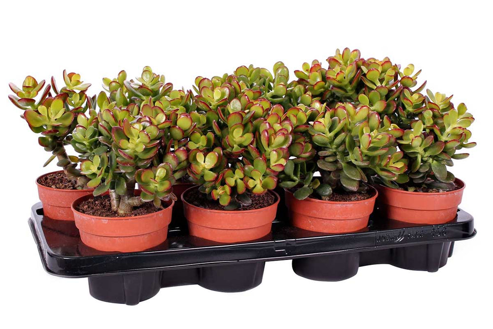 
                  
                    Crassula ovata 'minor canarias' 12cm - Κράσσουλα
                  
                