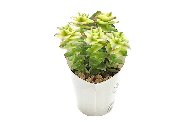 Crassula pagoda 'variegata' 6.5cm
