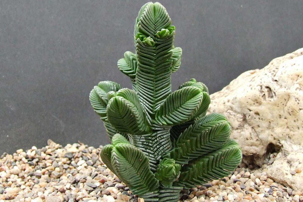 
                  
                    Crassula pyramidalis
                  
                