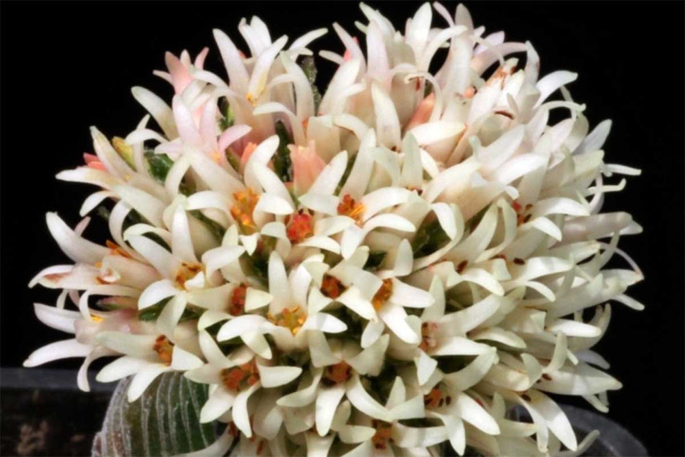 
                  
                    Crassula 'Buddha's Temple'
                  
                