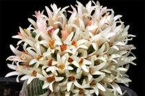 
                  
                    Crassula 'Buddha's Temple'
                  
                