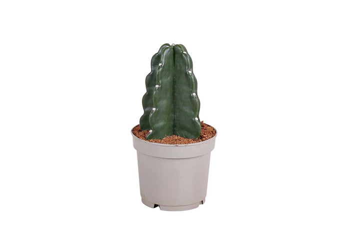 Cuddly Cactus 12cm