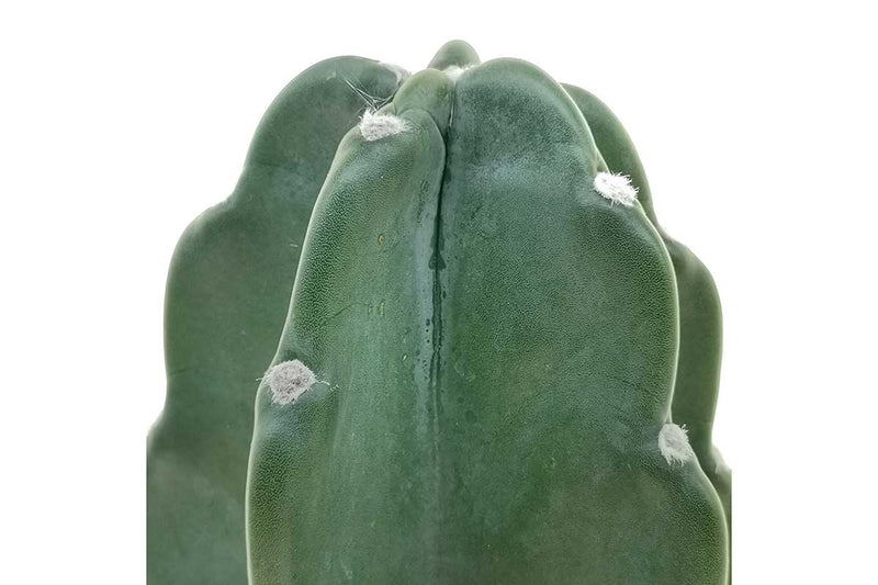 Cuddly Cactus 12cm