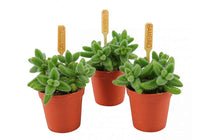 
                  
                    Delosperma echinatum - Ντελόσπερμα
                  
                