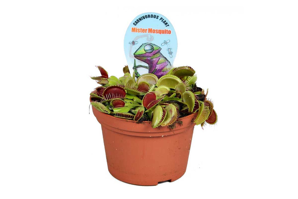 
                  
                    Dionaea muscipula 'jumbo' 12cm - Διωναία
                  
                