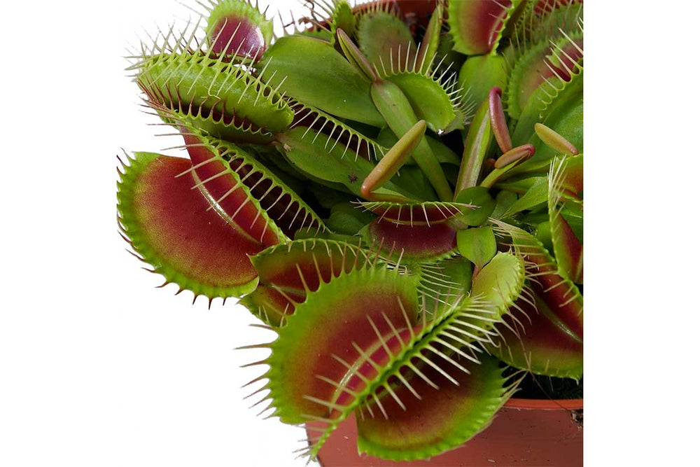 
                  
                    Dionaea muscipula 'jumbo' 12cm - Διωναία
                  
                