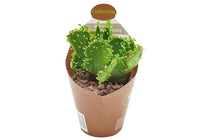 
                  
                    Euphorbia leucodendron f. Crestata  6.5cm
                  
                