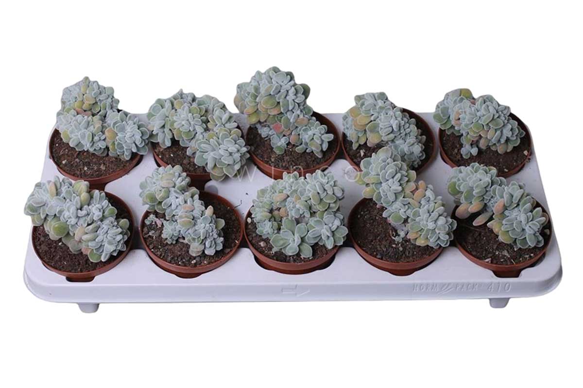 Echeveria 'frosty' cristata 10.5cm